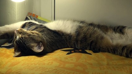 Cat Wakes up and Yawns