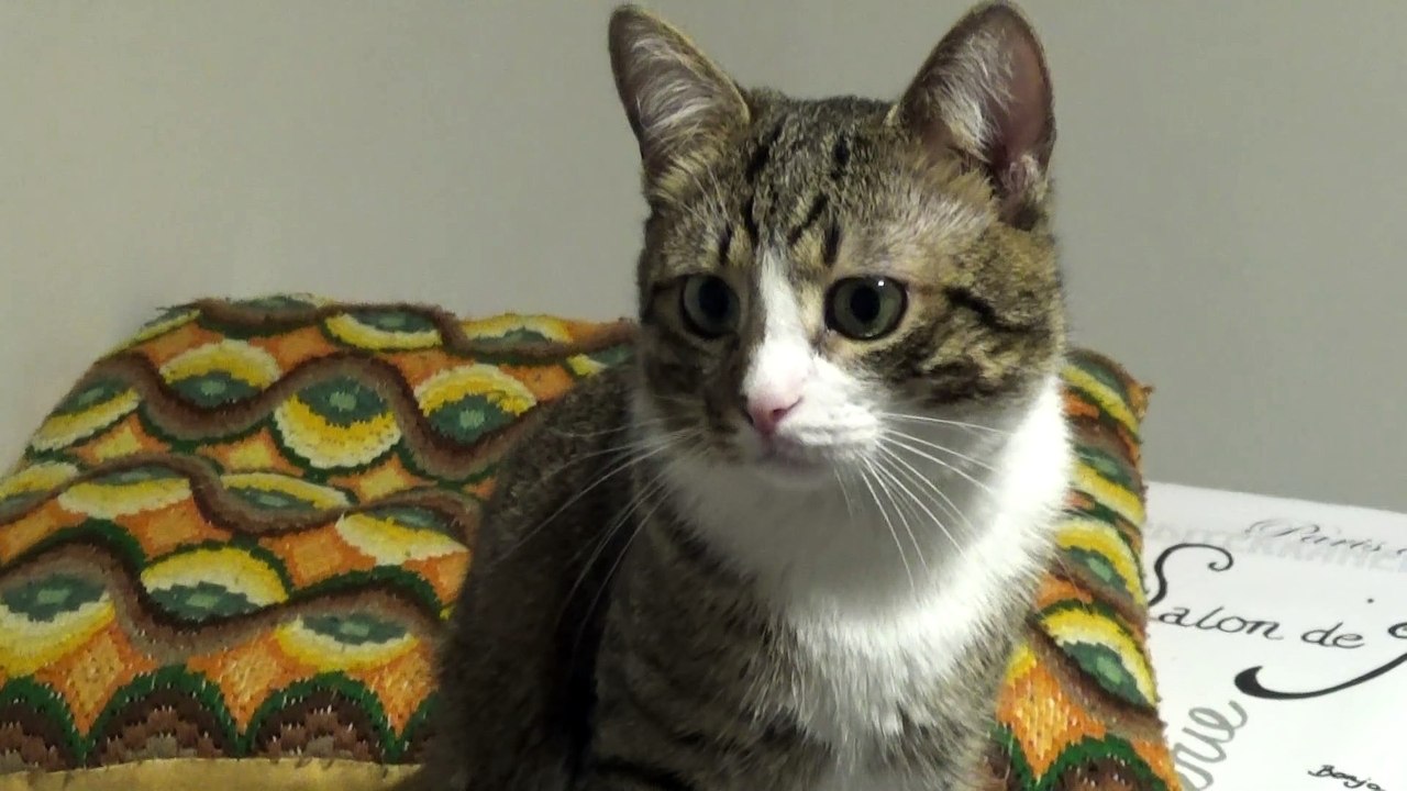Cute Cat with Large Pupils Jumps Down