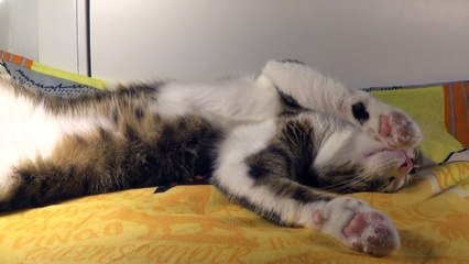 Has this Cat Fainted