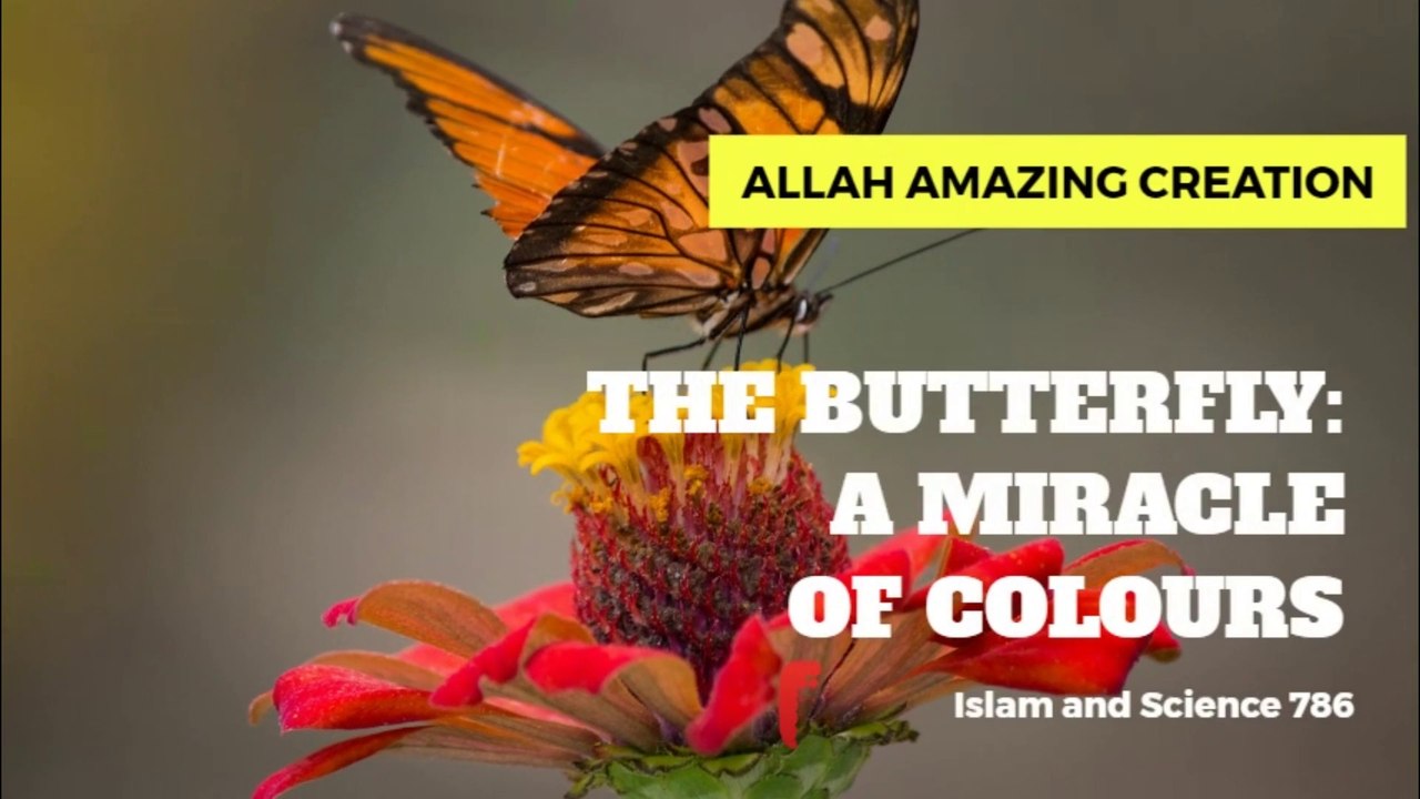 THE BUTTERFLY: A MIRACLE OF COLOURS (Amazing Creation of Allah)