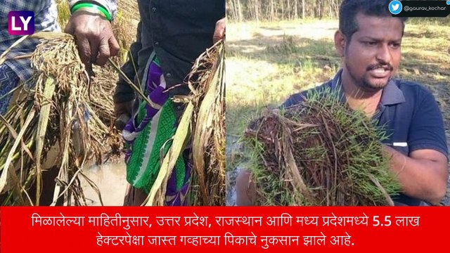 Unseasonal Rain: अवकाळी पाऊस, गारपीट आणि वादळामुळे पिकांचे नुकसान, शेतकरी चिंतेत