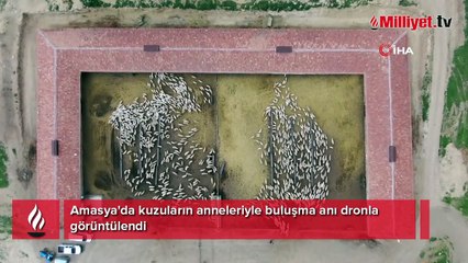 Kuzuların, anneleriyle renkli buluşması