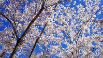 Blooming Cherry Blossoms in spring