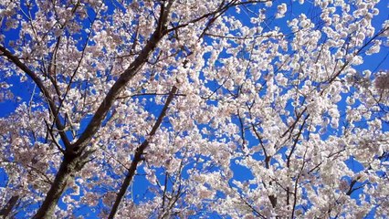 Blooming Cherry Blossoms in spring