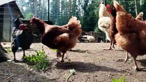 Hens / Roosters  Beautiful Voice/Beautiful Scene