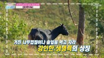 당뇨 예방과 면역력을 높여주는 ‘흑염소 진액’ TV CHOSUN 230404 방송