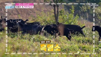 비타민 E & 칼슘이 풍부하게 들어있는 ★흑염소★ TV CHOSUN 230404 방송