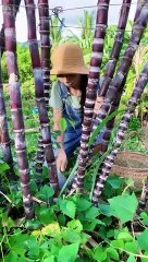 Enjoy beautiful nature with rural life