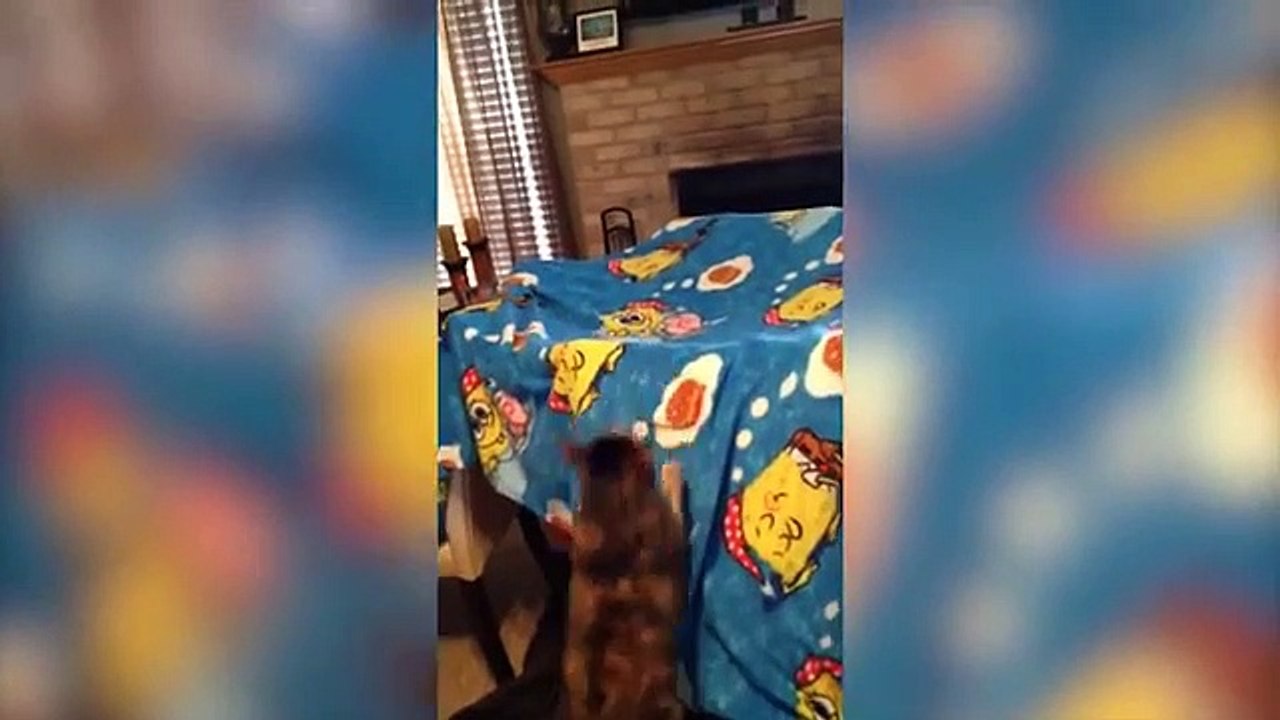 Funniest  Cat_Video