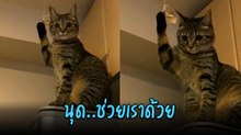 เจ้าเหมียวนั่งหน้าเจื่อน ซนเป็นเหตุจนเสียฟอร์ม ทำตาละห้อยบอก นุดช่วยเราด้วย