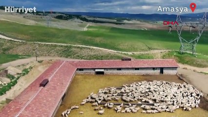 Baharın müjdecisi... Kuzular annelerine kavuştu