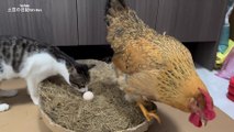 The naughty kitten peeks at the hen laying eggs.The hen is very angry!Interesting and lovely animal