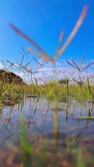 Underwater grass view”