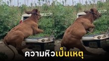 เอ็นดู เมื่อวัวน้อยหิวจัด ผาดโผนแค่ไหนก็คงต้องยอม !