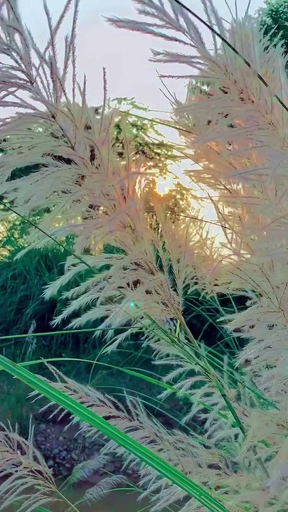 Sunset wind 