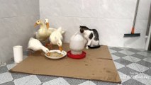 The kitten disturbs the duck to eat.  The duck forcefully drove the kitten out.Interesting animal