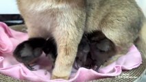 The hen watched in amazement as the kitten hugged the chick tightly to sleep.  cute and funny animal