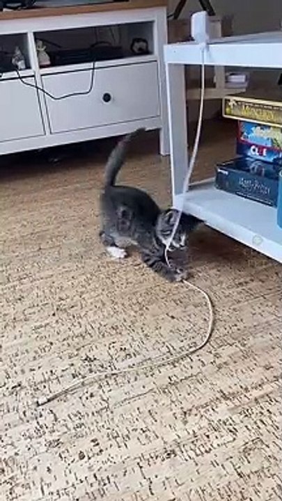 Cute cat video