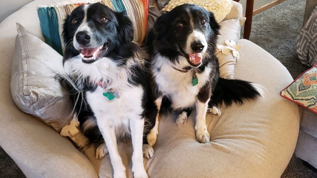 Dog Told She Can Go For Walk If She Fetches Old Deaf Dog From Garden | Happily TV