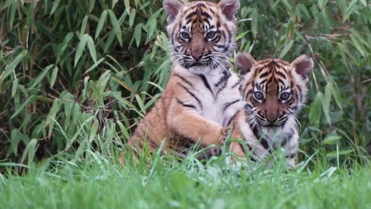 Rare twin Sumatran tiger cubs emerge from den for first time at Chester Zoo