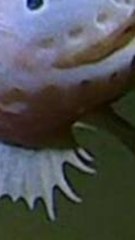 CAM - Ce poisson a été filmé à une profondeur record, à 8 336 mètres sous le niveau de la mer