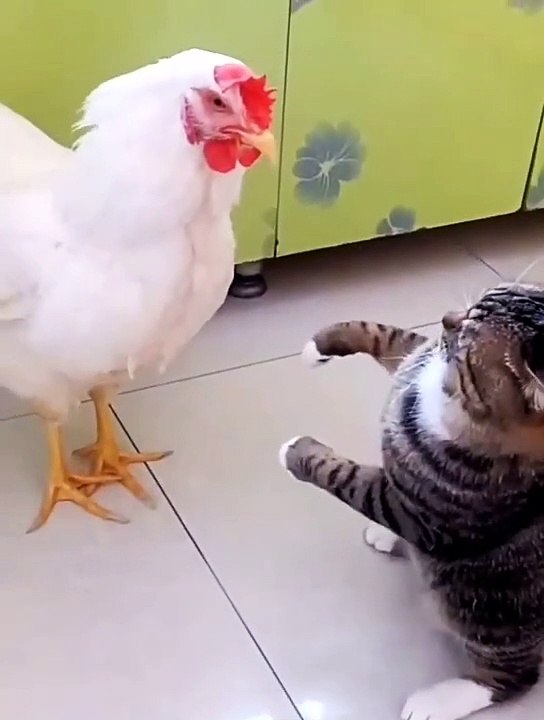 _Chat VS Coq