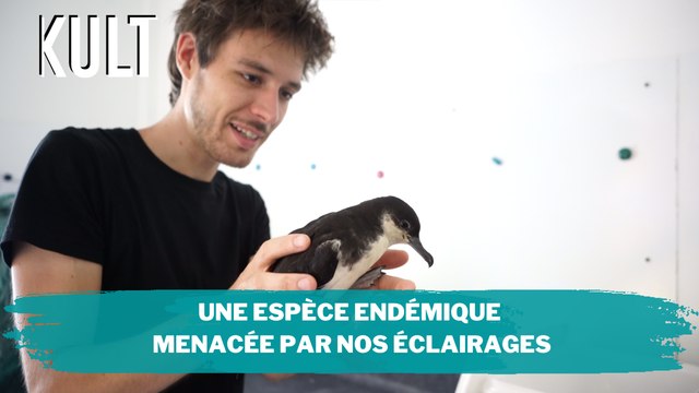 Une espèce endémique menacée par nos éclairages