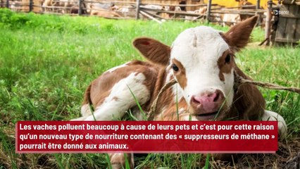 Un nouveau type de nourriture donné aux vaches pour éliminer le méthane de leurs pets !