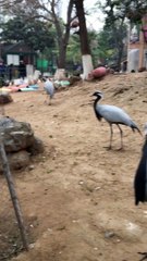 Birds Sounds. Natural Sound of Birds