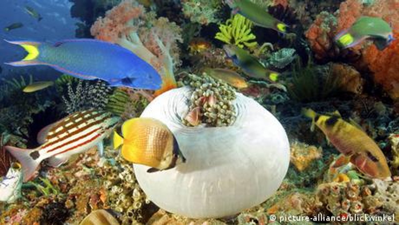 Warum haben manche Fische Streifen und andere Punkte?