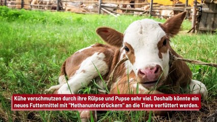 Neues Futter für Kühe: Um Methan aus ihren Rülpsen und Pupsen zu eliminieren?