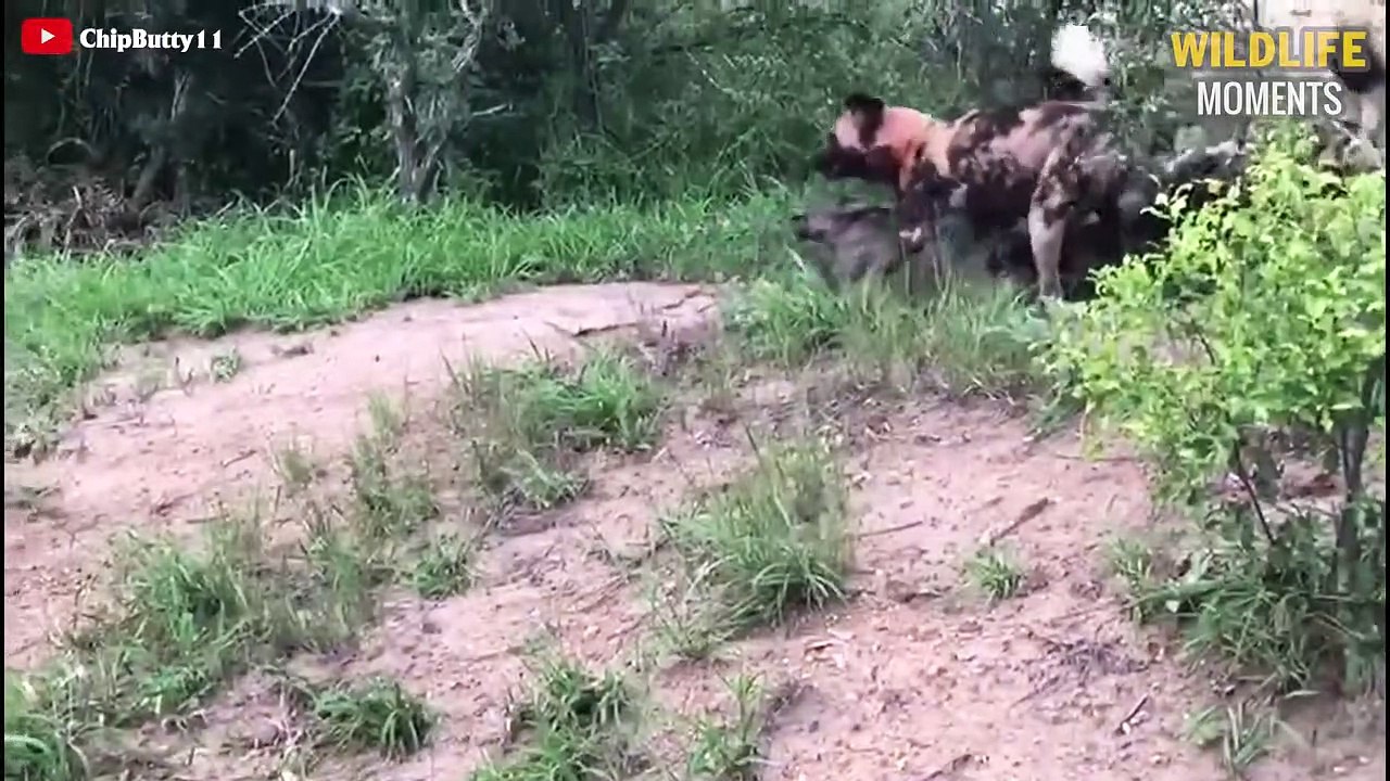15 Craziest Moments PREDATOR Hunt & Eat WARTHOG Wildlife Moments video Dailymotion