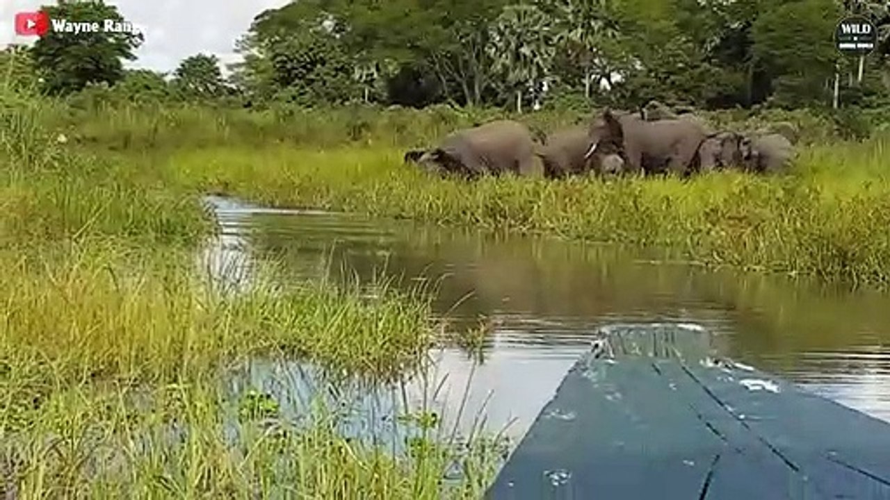 15 Embarrassing Moments CROCODILES Choose The Wrong Prey - Wild Animals World