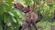 15 Epic Moments HYENA Fights You've Never Seen Before - Wildlife Moments