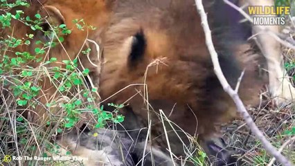 45 Brutal Moments Hyenas Hunting Prey But They Become Meal For Other