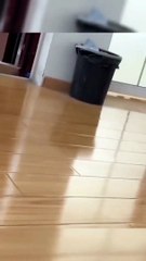 funny Cat Videos That Are Impossible Not To Laugh At