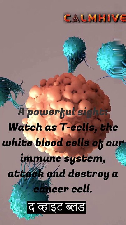 T-Cells, The white blood cells of our immune system