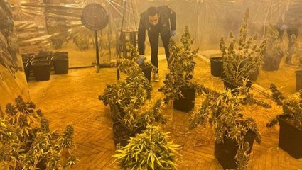 5 katlı iş merkezinin terasını uyuşturucu tarlasına çevirmişler