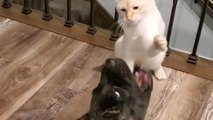 Cat slaps sense into a dog *Hilarious cat vs dog fight*
