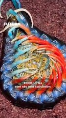 Un Scolopendra Subspinipes orange et bleu ! #science #insect #wildlife