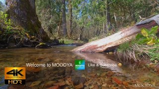 4K HDR Proxy+M Video - Gemstone Trickling Spring Creek -Daily Nature Scenes