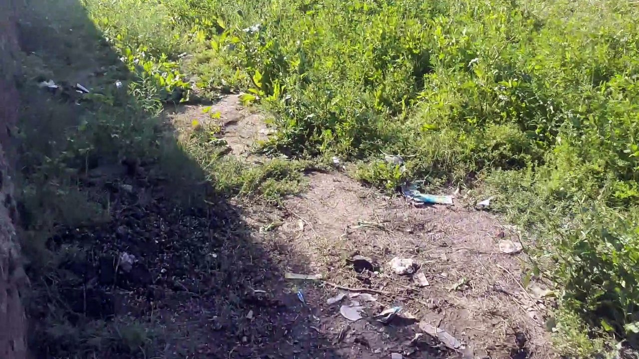 Wheat| wheat farming|wheat after rain