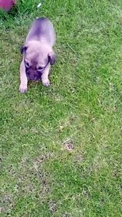 Dog