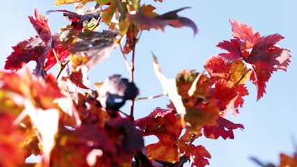 Cariñena, denominación de origen histórica busca jóvenes