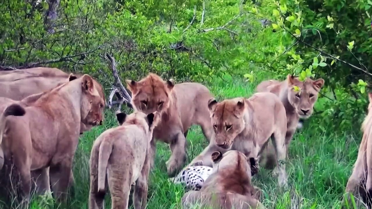 45 Crary Moments Leopard Become Another Predator's Meal
