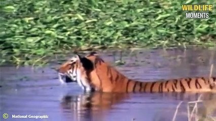 45 Craziest Moments Crocodiles vs Big Cat @swagwildlifemoments