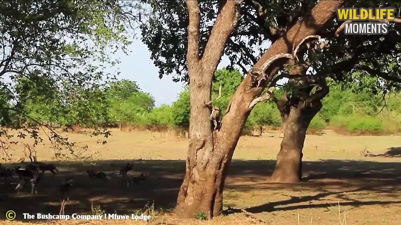 45 Crazy Moments Leopard And Hyena Fight For Food   Real Nature Documentary