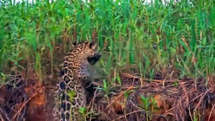 45 CREEPY MOMENTS AMAZON BEASTS HUNT AND ATTACK