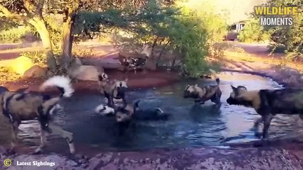 45 Cruel Moments Poor Warthog Became Breakfast For Hyena, Lion, Leopard