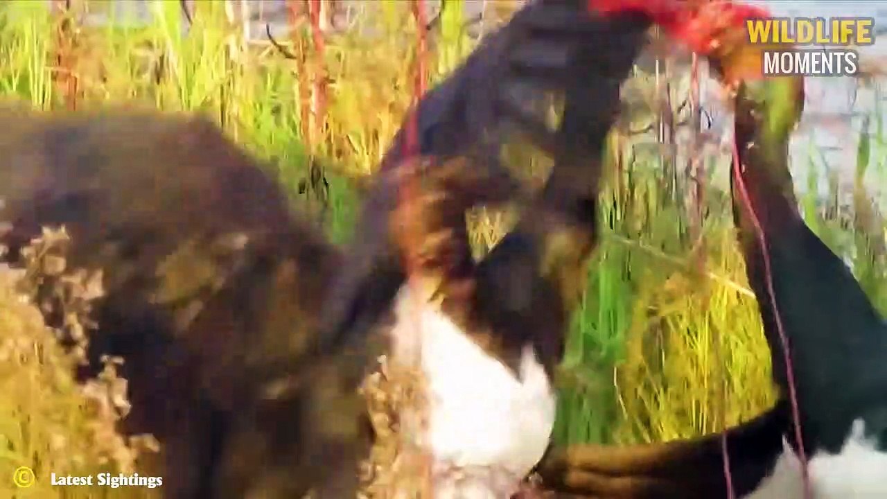 45 Dangerous Bird Attack Caught On Camera Make You Panic